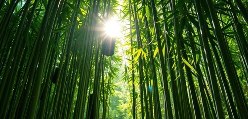 Fototapeta premium Lush green bamboo stalks, sunlight filtering through leaves, nature, wallpaper