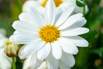 Obraz premium Common daisy. Bellis perennis, the daisy, is a European species of the family Asteraceae, often considered the archetypal species of the name daisy. To distinguish this species from other plants known