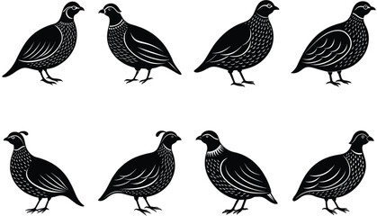 Quail Bird Vector Shilhouette Bundle Set Collection