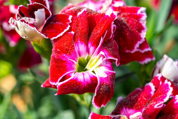 Sweet William. Dianthus barbatus, the sweet William, is a species of flowering plant in the family...