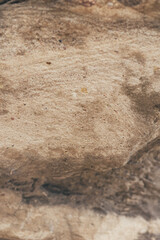 Brown limestone or sandstone rock natural surface