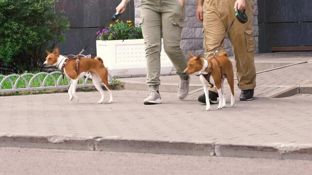 A picturesque scene of two individuals joyfully walking their lively Basenjis in a vibrant urban environment