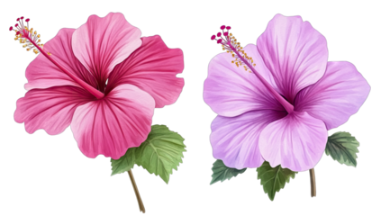 two vibrant hibiscus flowers one in shades of pink and the other