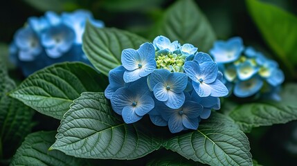 a beautiful hydrangea plant with large clusters of delicate blue,light green blooms surrounded by lush green leaves perfect for garden or home decor adding elegance,freshness