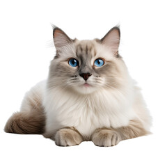 Fototapeta premium A fluffy cat with striking blue eyes lying elegantly on a soft surface.