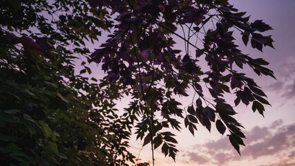 A serene sunset view with silhouetted leaves against a colorful sky.