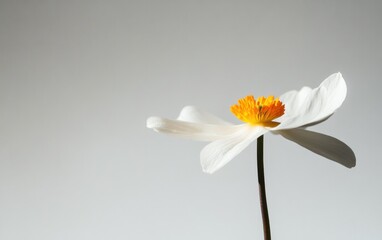 Obraz premium Single white flower with yellow-orange center against a light gray background. Soft lighting accentuates delicate petals