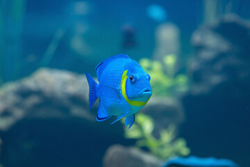 Obraz premium tropical fish in aquarium