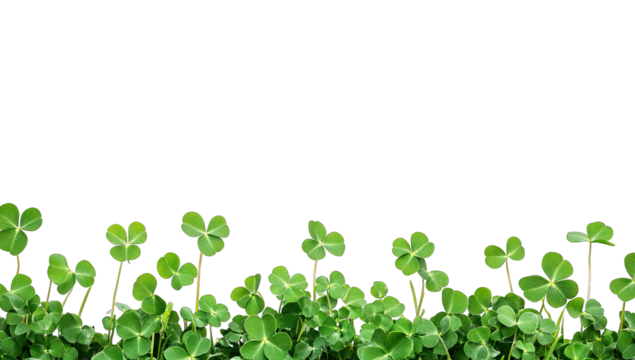 a lush border of green clover leaves against a white background