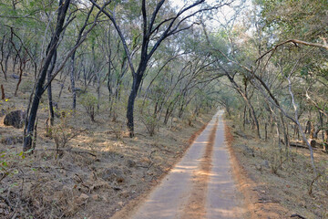 The open dry woodland of the Ranthambhore National Park with one of the safari trails, Rajasthan, India.