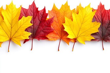 Obraz premium Colorful autumn leaves arranged in a row with vibrant shades of red, orange, and yellow against a white background