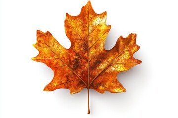 Fototapeta premium Bright orange maple leaf resting on a white background, showcasing autumn colors and details of nature's beauty