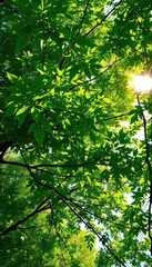 Fototapeta premium Lush green canopy, dappled sunlight filtering through leaves, texture, woods