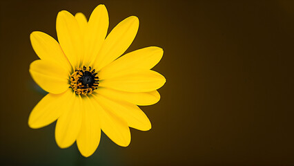 Obraz premium yellow flower on black