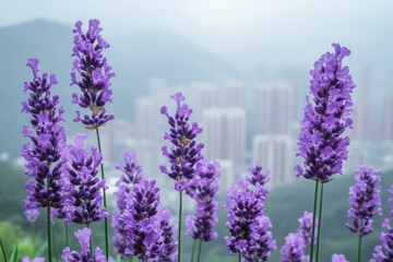 Fototapeta premium Lavender flowers blooming in a foggy urban landscape surrounded by mountains
