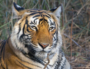 Tiger (Panthera tigris) close up portrait, Ranthambhore National Park, Rajasthan, India.