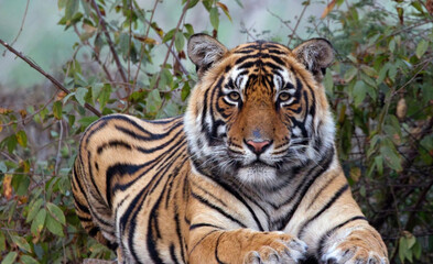 Tiger (Panthera tigris) portrait of a male, sat down, looking at the camera, looking at me,...