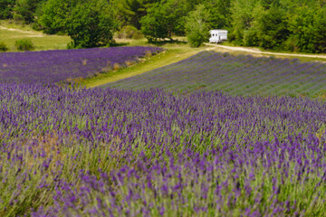 Lavender field and caravan camping in distance, Provence France