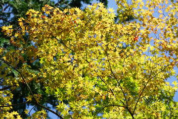 色づき始めた日本楓の木