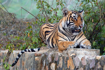 Tiger (Panthera tigris) male sat on a wall at Ranthambhore National Park, Rajasthan, India.