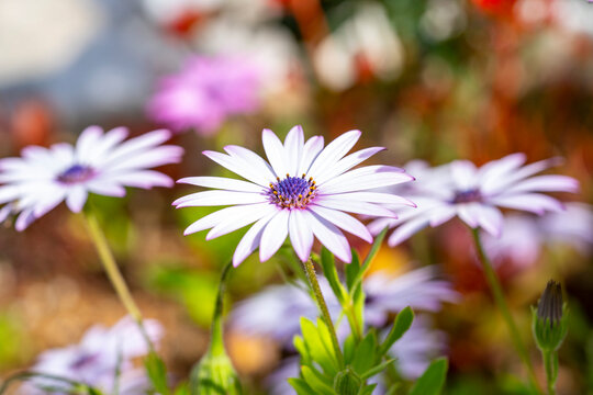 Cape marguerite. Dimorphotheca ecklonis, also known as Cape Marguerite, African daisy, Van Staden's River daisy, Sundays River daisy, white daisy bush, blue-and-white daisy bush, star of the veldt, Ka