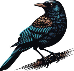 Blackbird silhouette in color vector style with a white background