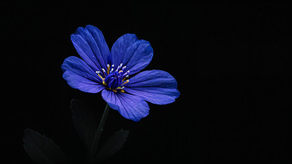 blue flower isolated on black