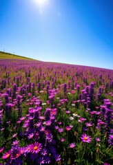 A vibrant meadow carpeted in purple and pink wildflowers, bathed in clear sunlight under a flawless blue sky, background, landscape