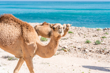 Kamele am felsigen Strand des Oman mit türkisfarbenem Meer