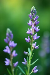 Obraz premium Close-up of delicate purple flowers blooming on a vibrant rosemary plant in full bloom against a soft blurred green background, rosemary, close-up