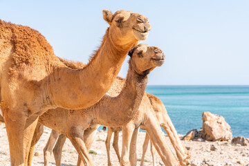 Kamele am felsigen Strand des Oman mit türkisfarbenem Meer