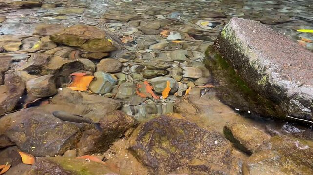 Trout swimming in crystal clear water near Levada 25 Fontes waterfall in Rabacal, Madeira Island, Portugal.