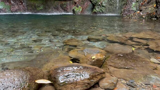 Trout swims in the clear water of a reservoir near waterfall in Rabacal