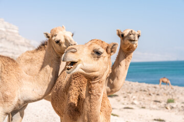 Obraz premium Kamele am felsigen Strand des Oman mit türkisfarbenem Meer
