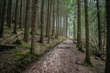 forest stone path with tall coniferous trees