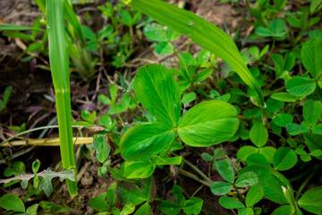 Closeup of plant leaf Alfalfa (Medicago sativa), also known as lucerne. Alfalfa is a perennial flowering plant in the legume family Fabaceae. 
