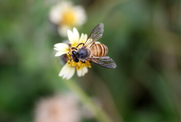 bee on yellow flower