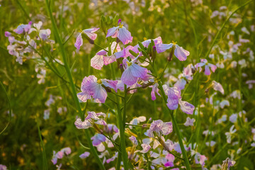 A Beautiful shot of plant fodder radish (Raphanus sativus), also known as wild radish. Close up shot of the flowers plant fodder radish white pale purple flower.