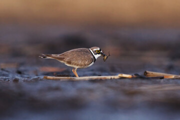 Little ringed plover (Charadrius dubius) eating a dragonfly larvae in the wetlands in spring.