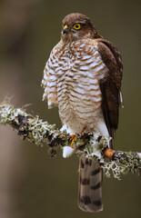 Eurasian sparrowhawk (Accipiter nisus) juvenile closeup in spring.