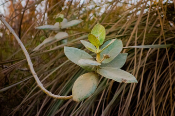 A Beautiful shot of plant Eucalyptus, also known as gum trees. The distinctive leaves, which are a bluish-green color and have a waxy texture. Beautiful closeup shot of a Calotropis milk weed plant.