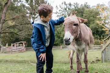 School age boy petting donkey. Children and animals interaction