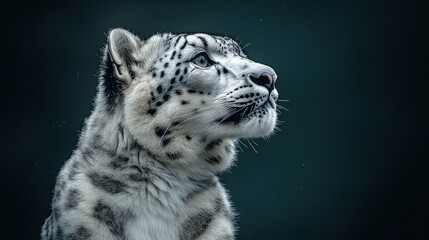 Obraz premium Close-up portrait of a snow leopard