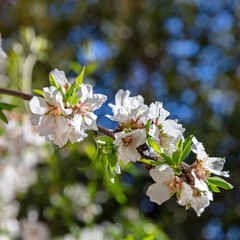 Obraz premium Cherry bloosom, blooming almond tree closeup, sunny Spring day.