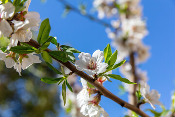 Cherry bloosom, blooming almond tree closeup, blue sky. Springtime in nature