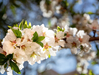 Cherry bloosom, blooming almond tree closeup, sunny Spring day.