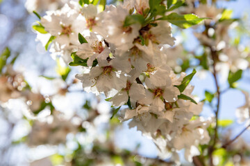 Cherry bloosom, blooming almond tree closeup, blue sky. Springtime in nature