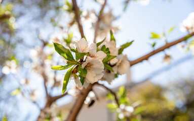 Cherry bloosom, blooming almond tree closeup, blue sky. Springtime in nature