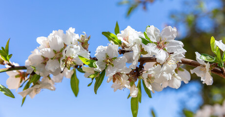 Cherry bloosom, blooming almond tree closeup, blue sky. Springtime in nature