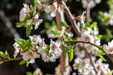 Obraz premium Cherry bloosom, blooming almond tree closeup, sunny Spring day.